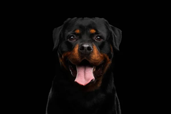 Portrait Rottweiler Dog Looking Camera Hope Isolated Black Background Front — Stock Photo, Image