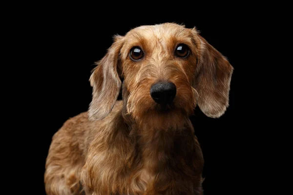 Porträtt Wirehaired Brown Dachshund Dog Nyfiken Tittar Kameran Isolerad Svart — Stockfoto