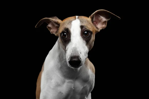 Smutny Portret Whippet Dog Odizolowanym Czarnym Tle — Zdjęcie stockowe