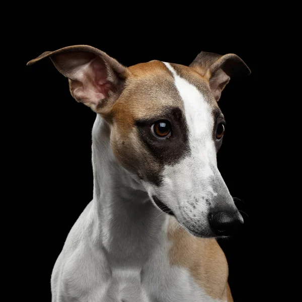 Uroczy Portret Whippet Dog Odizolowanym Czarnym Tle — Zdjęcie stockowe