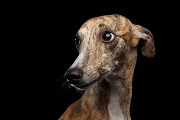 Θλιβερό Πορτρέτο Του Whippet Dog Φαίνεται Ένοχος Απομονωμένο Μαύρο Φόντο — Φωτογραφία Αρχείου