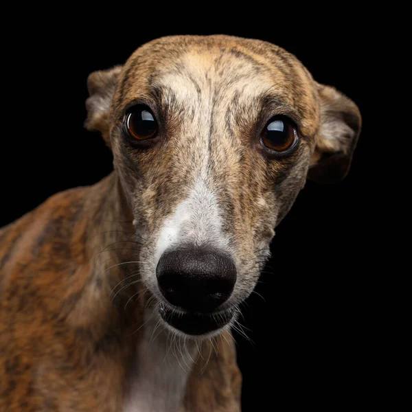 Zabawny Portret Whippet Dog Ciekawy Wzrok Aparacie Fotograficznym Odizolowanym Czarnym — Zdjęcie stockowe