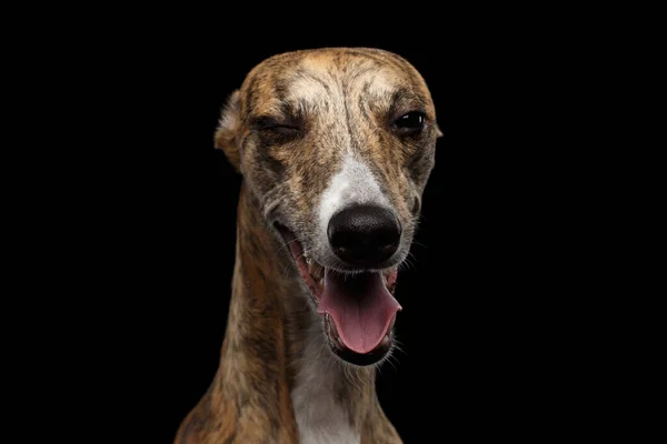 Retrato Engraçado Whippet Dog Winks Câmera Fundo Preto Isolado — Fotografia de Stock