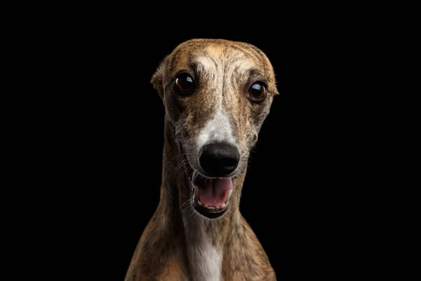 Zabawny Portret Whippet Dog Ciekawy Wzrok Aparacie Fotograficznym Odizolowanym Czarnym — Zdjęcie stockowe