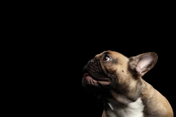 Close Headshot Fawn French Bulldog Dog Amazement Staring Bocca Aperta — Foto Stock