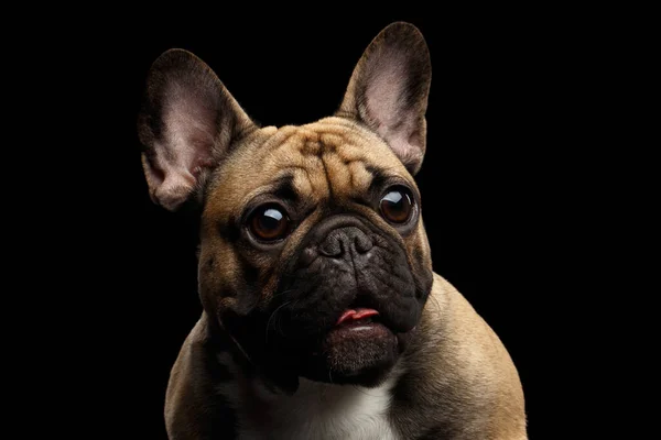 Närbild Bild Bild Fawn French Bulldog Dog Amazement Stirra Överraskad — Stockfoto