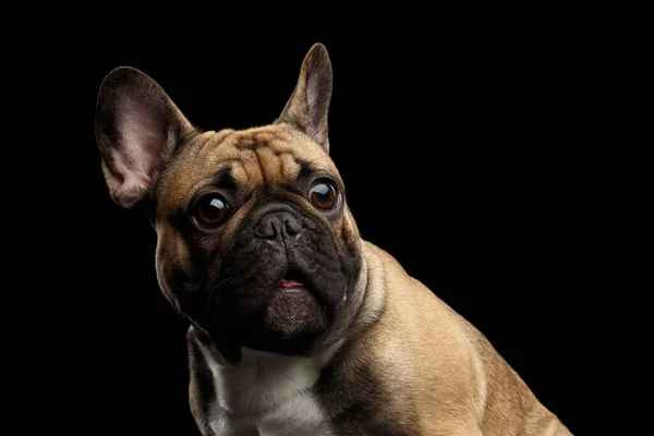 Close Headshot Fawn French Bulldog Dog Amazement Staring Bocca Aperta — Foto Stock