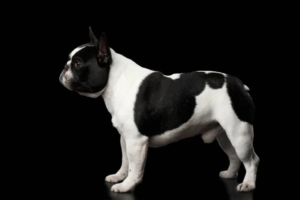 Vit Fransk Bulldogg Hund Magad Stående Isolerad Svart Bakgrund Sidovy — Stockfoto
