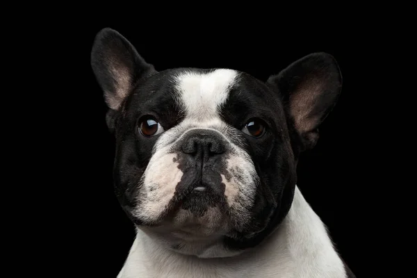 Närbild Headshot Vit Fransk Bulldogg Hund Isolerad Svart Bakgrund — Stockfoto