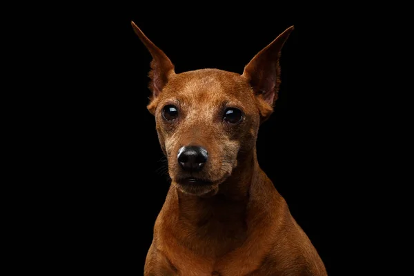 Minyatür Pinscher Portresi Yaşlı Köpek Kırmızı Renk Izole Edilmiş Siyah — Stok fotoğraf