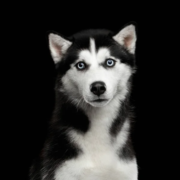 带蓝眼睛西伯利亚哈士奇犬的肖像 在孤立的黑色背景下的摄像 — 图库照片