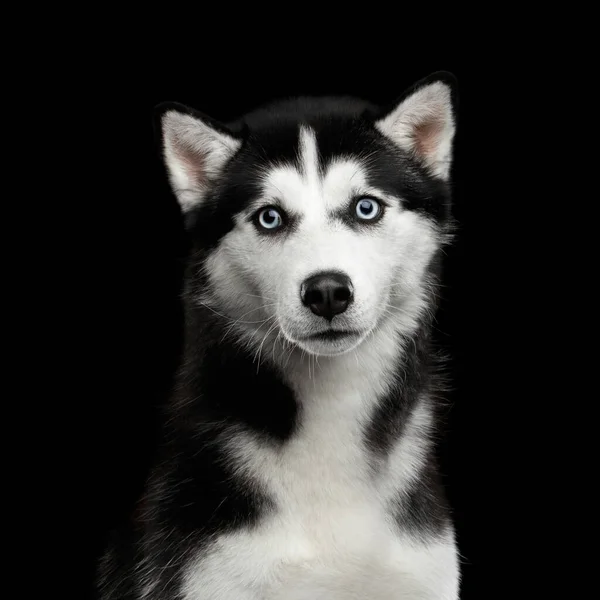 Portrait Siberian Husky Dog Blue Eyes Surprised Looking Camera Isolated — Stock Photo, Image