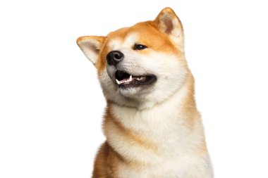 Akita inu Japon köpek türünün komik portresi izole edilmiş beyaz arka planda şirin görünüyor.
