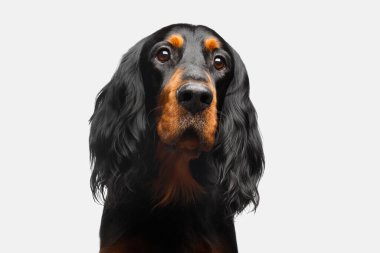 Beyaz Arkaplanda İzole Edilmiş İngiliz Yerleşimci Köpeğinin Portresi