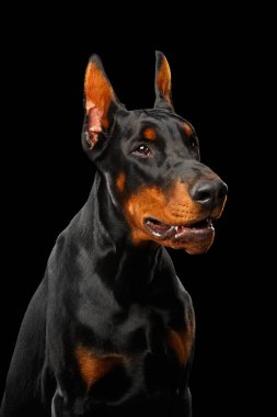 Kızgın Doberman Köpeğinin portresi, izole edilmiş siyah arka planda tehditkar görünüyor.