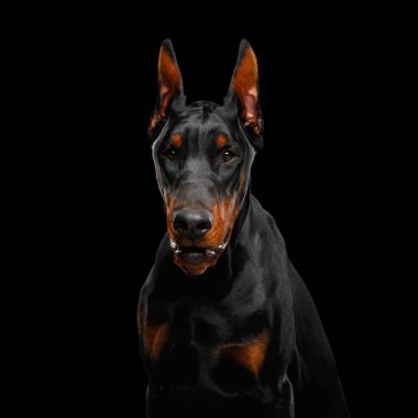 Kızgın Doberman Köpeğinin portresi, izole edilmiş siyah arka planda tehditkar görünüyor.