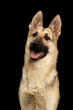 İzole edilmiş Kara Arkaplanda gülen yüzlü Doğu Avrupa Çoban Köpeğinin Portresi