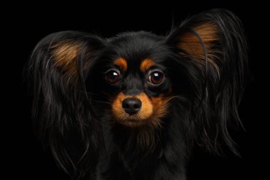 Rus Oyuncak Teriyeri 'nin portresi siyah arkaplanda izole edildi