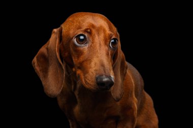 Kederli Kırmızı Dachshund Köpeğinin portresi izole edilmiş siyah arka planda