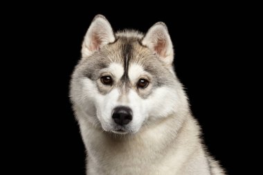 İzole edilmiş Siyah Arkaplanda Genç Sibirya Husky Köpeğinin Portresi