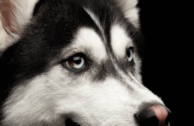 Siyah arka planda farklı mavi gözlü Sibirya Husky Köpeğinin yakın plan portresi