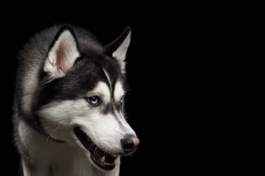 İzole edilmiş Siyah Arkaplanda Kızgın Köpek Sibirya Husky 'nin Yakın Çekim Portresi