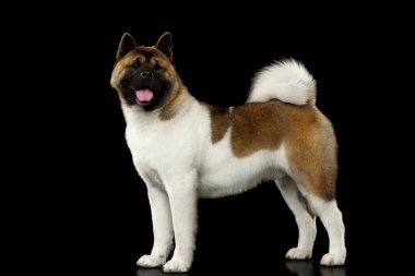 Amerikan Akita Köpek Yetiştirme İzole edilmiş Siyah Arkaplan 'da duruyor.