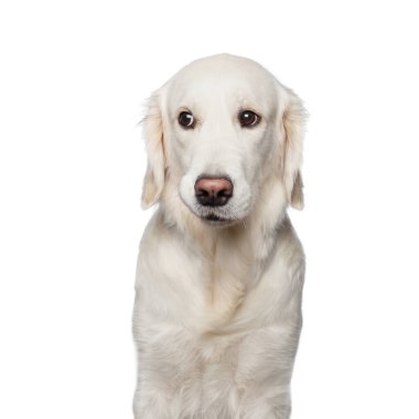 Golden Retriever Dog 'un komik portresi White Backgrond' da izole edilmiş, ilginç görünüyor.