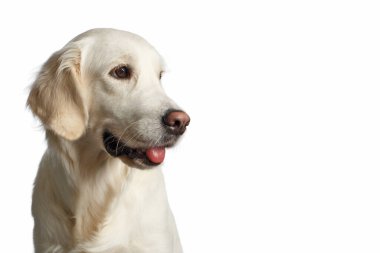 Golden Retriever Dog 'un komik portresi, beyaz Backgrond' da izole edilmiş, yana bakıyor.