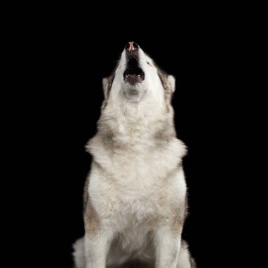 Ulu Alaska 'lı Malamute Köpeği' nin portresi, Kara Arkaplan 'da izole edilmiş, ön manzara