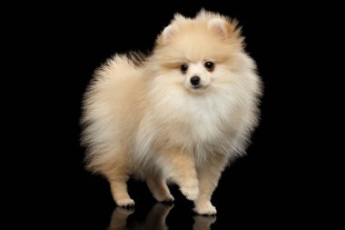 Şirin, minyatür Pomeranya Köpeği. Siyah, izole bir arka plan üzerinde duruyor.