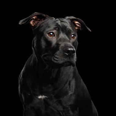 Pitbull Köpeğinin sevimli portresi Kara Arkaplanda tecrit edilmiş, ön manzara