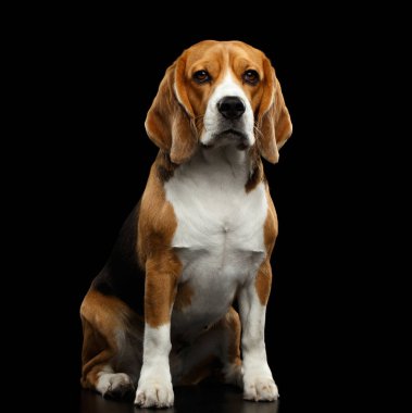 Safkan Av Köpeği Oturuyor ve Kameraya Bakıyor Kara Arkaplan 'da izole edilmiş, ön manzara