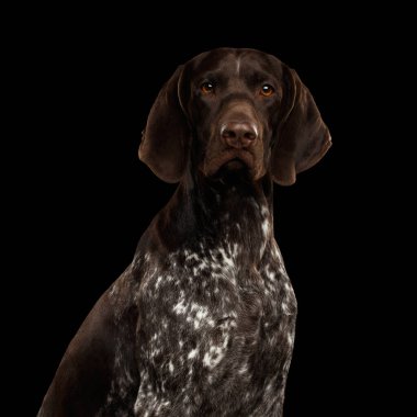 Alman kısa menzilli Pointer Dog ya da Kurzhaar 'ın İzole Siyah Arkaplan Bakışları Potrait' i