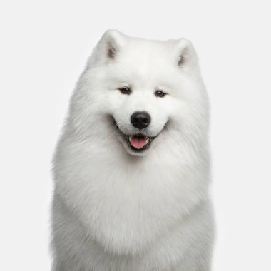 Kürklü Samoyed Köpeğinin portresi mutlu bir gülümseme beyaz arka planda, ön manzara