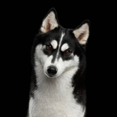 Sibirya Husky Köpeğinin portresi. Komik kaşları var. Siyah Arkaplan 'a tuhaf tuhaf bakıyor.