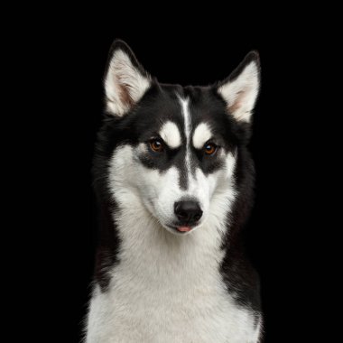 Kızgın kaşlı Sibiryalı Husky Dog 'un komik portresi. İzole edilmiş Siyah Arkaplanda Dilini gösteriyor.