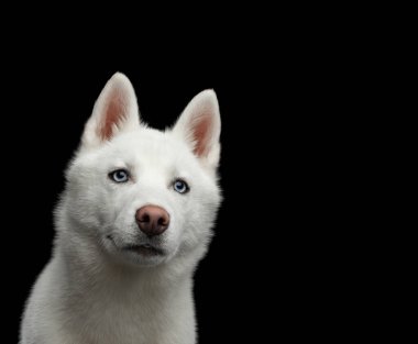 Yakın plan Sibirya Sibirya Husky Dog 'unun başı. Mavi gözlü, izole edilmiş siyah arka plan, ön görüş.