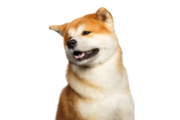 Divertido Retrato Akita Inu Raza Japonesa Perro Lindo Sobre Fondo — Foto de Stock