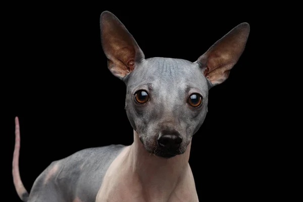 黒の背景に隔離されたアメリカの毛のないテリア犬 — ストック写真