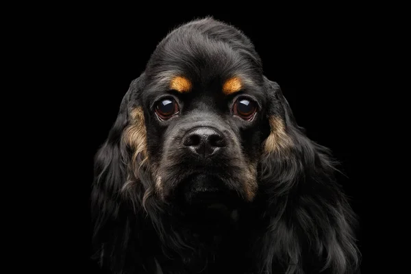 Närbild Porträtt Engelska Cocker Spaniel Hund Med Lurviga Öron Tittar — Stockfoto