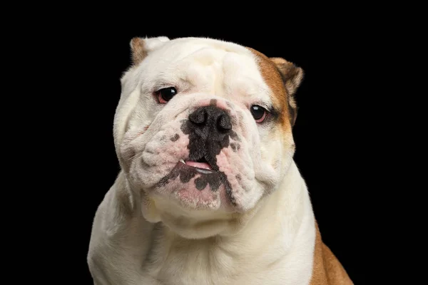Primer Plano Retrato Perro Británico Bulldog Crianza Blanco Rojo Color —  Fotos de Stock