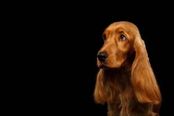 Sad Porträtt Röd Engelska Cocker Spaniel Dog Tittar Sidan Isolerad — Stockfoto