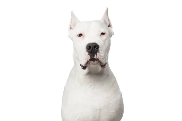 Портрет Самодовольного Аргентинского Пса Изолированном Белом Фоне — стоковое фото