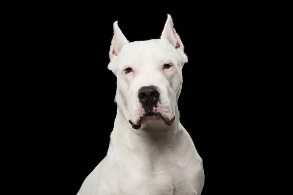 Портрет Чистокровного Дого Аргентино Собаки Ізольованого Чорному Тлі — стокове фото