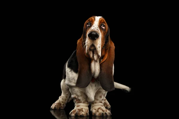 Funny Basset Hound Dog Standing Looks Indifferent Isolated Black Background — Stock Photo, Image