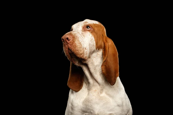 Porträtt Bracco Italiano Pointer Dog Med Roligt Ansikte Tittar Upp — Stockfoto