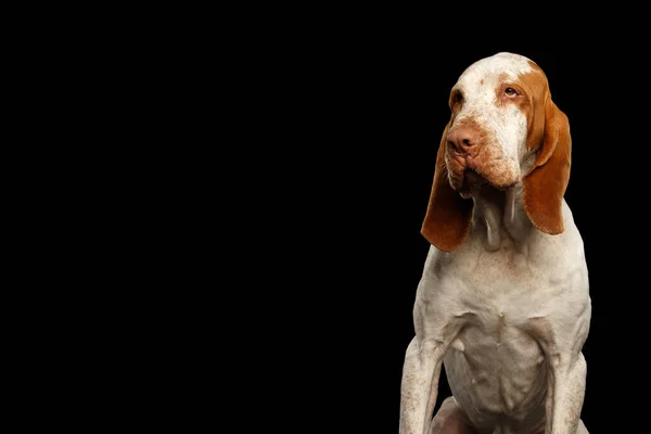 Portrait Bracco Italiano Pointer Dog Funny Face Looking Side Isolated — стокове фото
