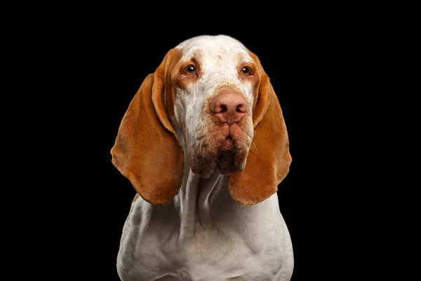 Porträtt Bracco Italiano Pointer Dog Med Roliga Öron Isolerad Svart — Stockfoto