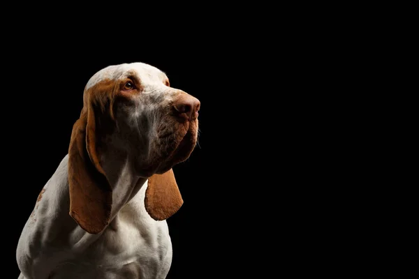 Retrato Bracco Italiano Pointer Dog Mirada Costado Sobre Fondo Negro —  Fotos de Stock